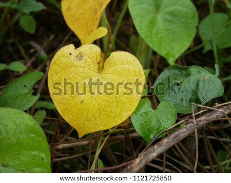 Yellow leaves in the shape of a heart.