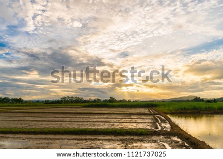 Rice fields and golden sky with sunset for background
