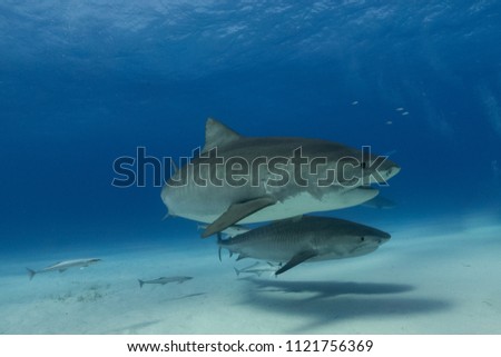 Two Tiger sharks swimming together with blue ocean background and remoras behind them