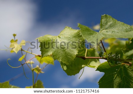 The texture of a grape-vine against the blue sky.
