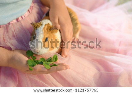 The guinea pig is in children's hands in outdoors. The rodent is eating a clover from a child's palm. A girl is wearing a blue shirt and a pink skirt is petting her pet.
