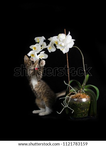 Small curious tabby colored kitten plays with beautiful white orchid flowers against black background. 