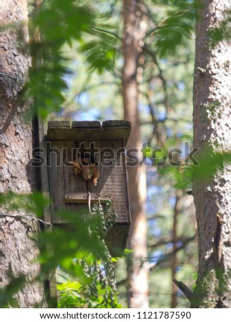 Small squirrels in a birdhouse