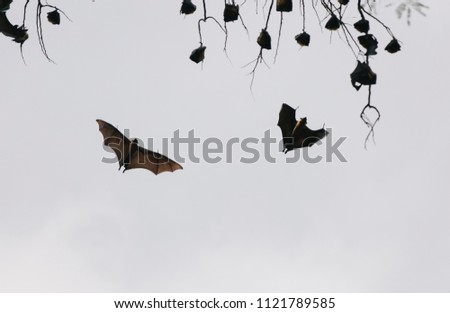 Bats in the trees