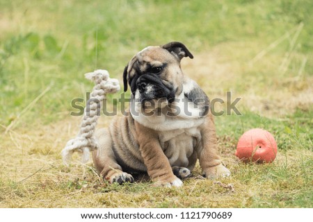 English bulldog puppy 3 month  sitting on the grass between two toys and looking at one