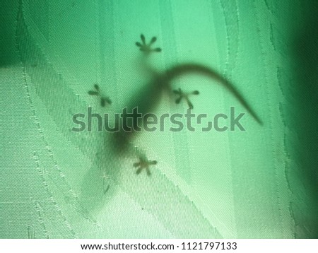 The shadow of a lizard behind the green curtain in bedroom.It is a nasty and scary thing for the women's room.Concept of a picture is Room and interior care for private house or hotel, resort. 