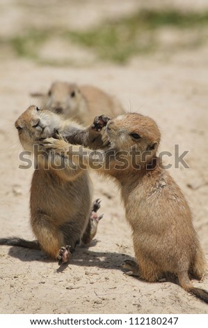 A juvenile black-tailed prairie dog is knocked off its feet by its sibling during a wrestling match as a parent looks on.