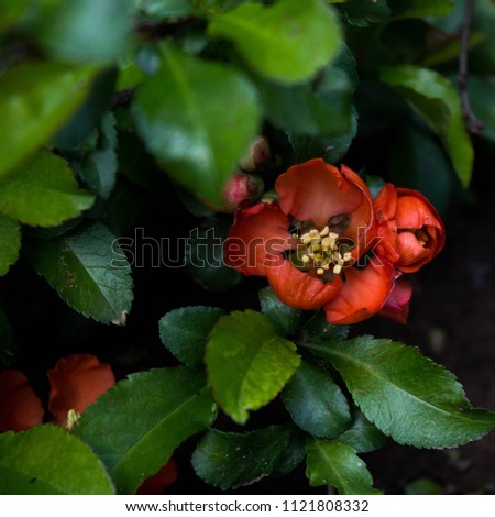 small red flowers