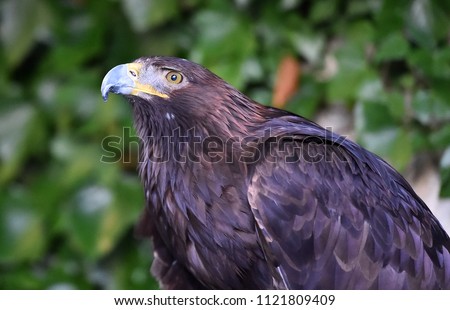 Golden eagle in europe