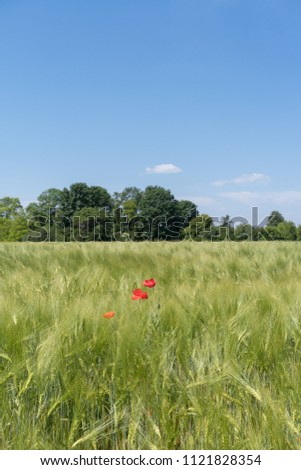 Podolia region of Ukraine, Spring landscape. Green wheat field and blue sky 