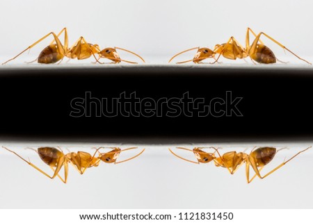 Ant Macro Photo Mirror Flipped with Black section area for text or copyspace with a white isolated background