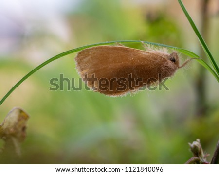 Yellow tussock moth (Euproctis lutea) Stand on below Leaves green grass.