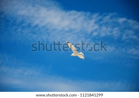 White gull hovering in the sky. Bird's flight. Seagull on blue sky background