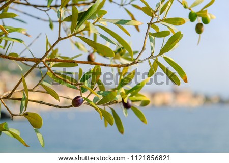 Macro pics of a olive tree