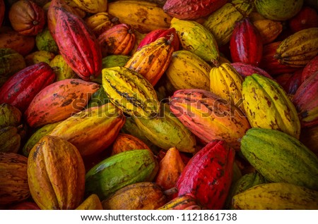 Cacao pods cocoa pods organic chocolate farm hawaii Royalty-Free Stock Photo #1121861738
