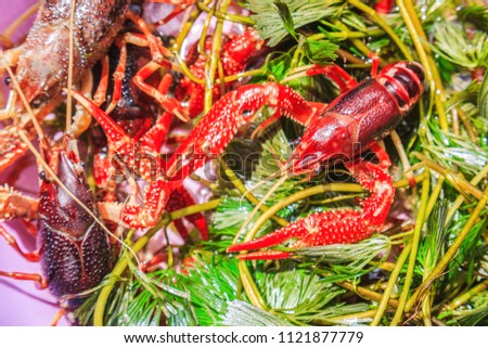 Red crayfish - Fresh water Lobster on natural background
