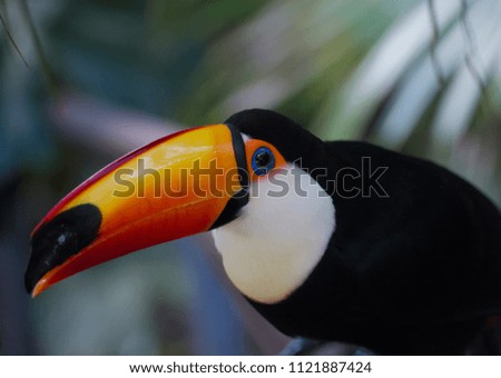 Toucan or tucan in atlantic forest in Brazil