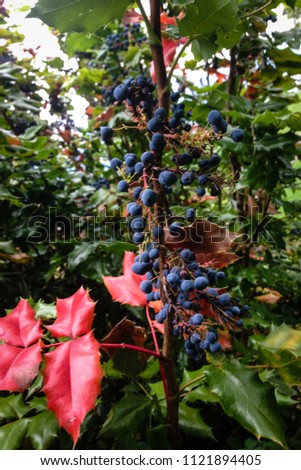 Oregon Grape Plant, British Columbia, 2015