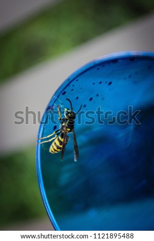 Wasp on a Cup, Alberta, 2014