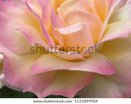 Macro of a pink and peach colored hybrid tea rose
