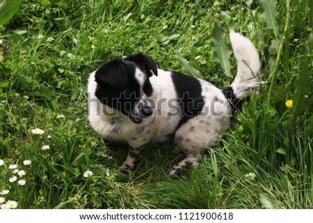 Unfocused black and white dog
