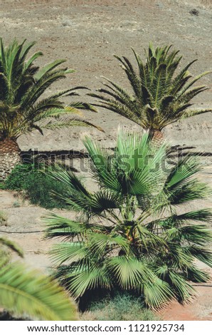 green palm tree. natural poster. Nature f Fuerteventura