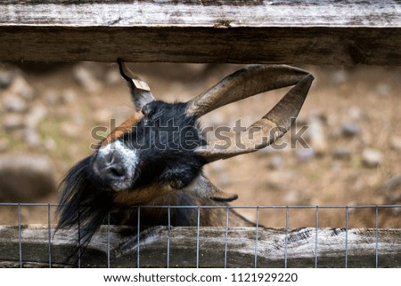 the color picture of the goat head between the wooden fence 
