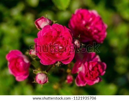 Shrub roses on blurred background.