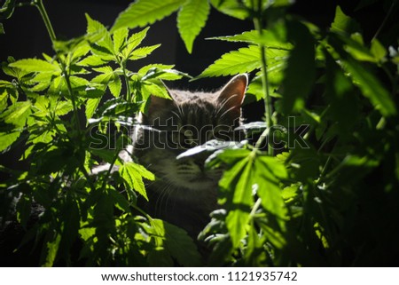 Cat Peeking through Cannabis Plant, Alberta, 2009