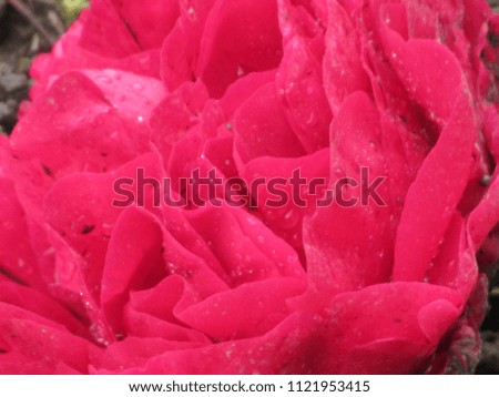 closeup of bright pink peony with water drops