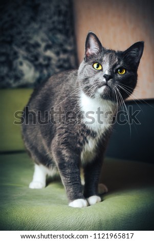 Portrait of Russian blue Cat on Isolated Black Background. the cat looks up, squinting a little, sniffing.
