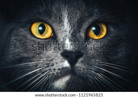 Portrait of Russian blue Cat on Isolated Black Background. the cat looks up, squinting a little, sniffing. Close up picture with cat's eyes