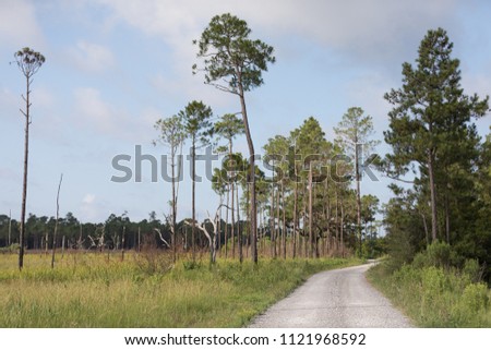 road in wooded area