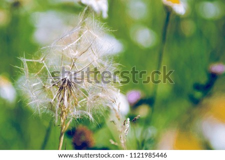 Fluffy dandelion, seeds.