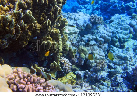 Diving coral nature