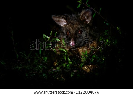 Common Brush-tailed Possum - Trichosurus vulpecula -nocturnal, semi-arboreal marsupial of Australia, introduced to New Zealand.