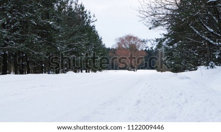 snowy road in the forest in the winter