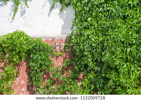 Old stone wall with ivy as background.