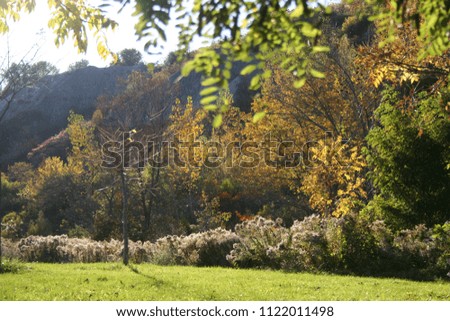 Sunny Meadow with leaves framing picture