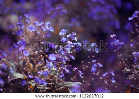 Flower meadow in the forest. Beautiful lilac flowers. Sunny day. Summer. Russia.