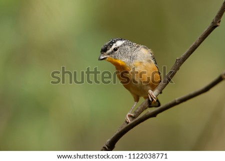 The spotted pardalote (Pardalotus punctatus) is one of the smallest of all Australian birds at 8 to 10 centimetres (3.1 to 3.9 in) in length, and one of the most colourful; it is sometimes known as th