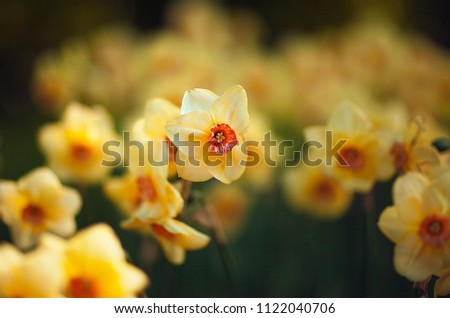 Yellow flowers bloom in the garden of Amsterdam. Daffodils in sunny day.  Netherlands. Spring. Keukenhof. 
