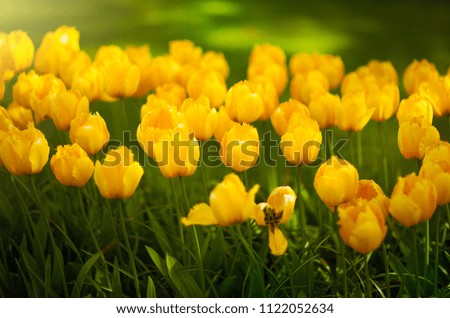 Yellow tulips in the garden. Flowers on a sunny day. Amsterdam. Park Keukenhof. Netherlands. Summer.