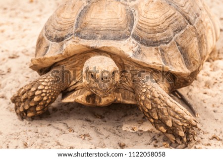 A large land tortoise is walking along the sand