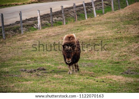 very beautiful black buffalo, musc oxen, bison in the Quebec nature in Canada, national park