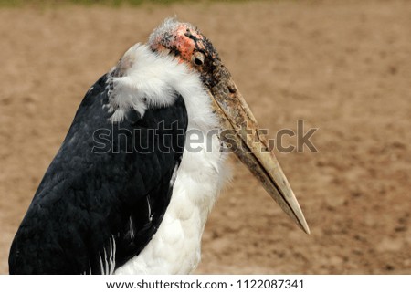 Portrait of large wading bird marabou stork (Leptoptilos crumenifer). Photography of nature and wildlife.