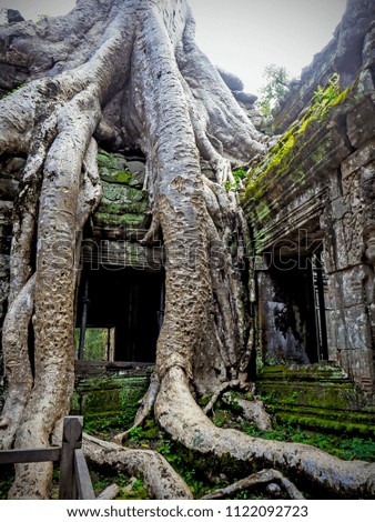 Giant tree roots covering Ta Prom temple, Siem Reap, Cambodia, landmark in Siem Reap, Cambodia. Angkor Wat inscribed on the UNESCO World Heritage List. Archaeological enclosure. 