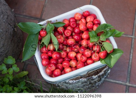 box with picked sweet red cherries on a tree trunk at the patio