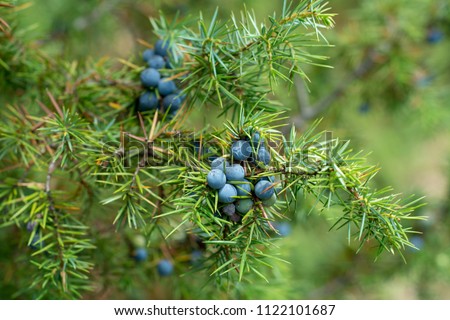 Medicinal plant and evergreen tree - the common juniper - Juniperus communis Royalty-Free Stock Photo #1122101687