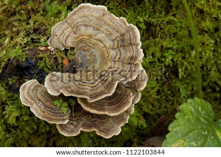 Many Zoned Polypore - Coriolus versicolor
Brackets on mossy log

 Royalty-Free Stock Photo #1122103844